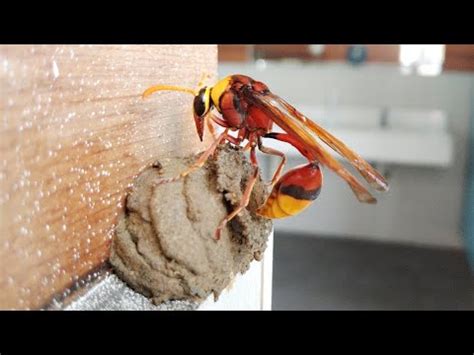 黃蜂築巢風水|【蜜蜂 築巢 風水】風水易經家有蜂巢預示 